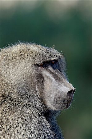 simsearch:841-03506025,k - Olive baboon (Papio cynocephalus anubis), Samburu National Reserve, Kenya, East Africa, Africa Stock Photo - Premium Royalty-Free, Code: 6119-08741021