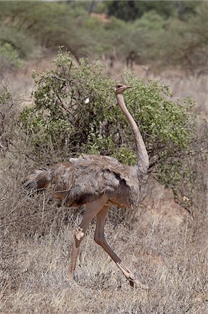 simsearch:841-03506025,k - Female Somali ostrich (Struthio molybdophanes), Samburu National Reserve, Kenya, East Africa, Africa Stock Photo - Premium Royalty-Free, Code: 6119-08741103