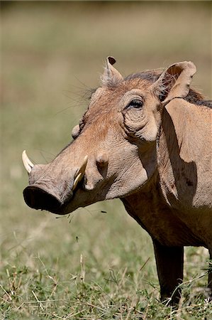 simsearch:841-03506025,k - Warthog (Phacochoerus aethiopicus), Samburu National Reserve, Kenya, East Africa, Africa Stock Photo - Premium Royalty-Free, Code: 6119-08741104