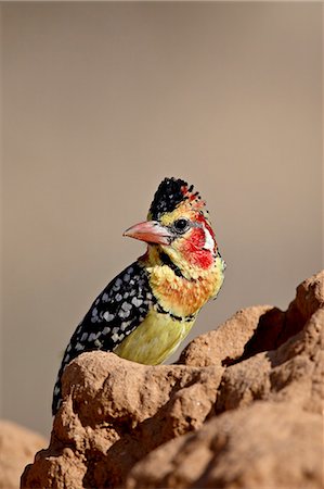 simsearch:841-03506025,k - Male red-and-yellow barbet (Trachyphonus erythrocephalus), Samburu National Reserve, Kenya, East Africa, Africa Stock Photo - Premium Royalty-Free, Code: 6119-08741105