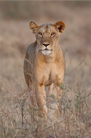 simsearch:841-03506025,k - Lioness (Panthera leo), Samburu National Reserve, Kenya, East Africa, Africa Stock Photo - Premium Royalty-Free, Code: 6119-08741109