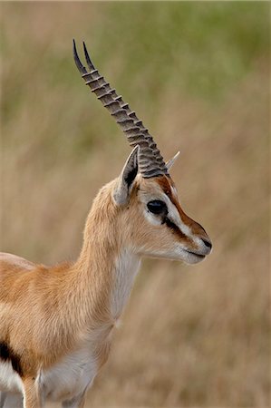 simsearch:841-03506025,k - Male Thomsons Gazelle (Gazella thomsonii), Masai Mara National Reserve, Kenya, East Africa, Africa Stock Photo - Premium Royalty-Free, Code: 6119-08741136