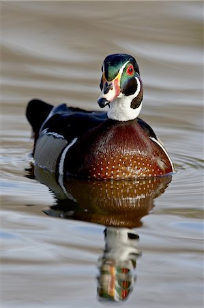 simsearch:841-03674388,k - Wood Duck (Aix sponsa) drake swimming, Sterne Park, Littleton, Colorado, United States of America, North America Stock Photo - Premium Royalty-Free, Code: 6119-08741254