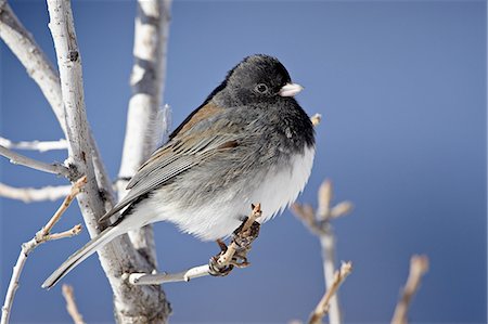 sparrow - Oregon Junco (Junco hyemalis oreganus), a Dark-Eyed Junco (Junco hyemalis), Roxborough State Park, Colorado, United States of America, North America Stock Photo - Premium Royalty-Free, Code: 6119-08741211