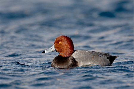 simsearch:841-03674388,k - Male Redhead (Aythya americana) swimming, Veterans Park, Boulder City, Nevada, United States of America, North America Stock Photo - Premium Royalty-Free, Code: 6119-08741364