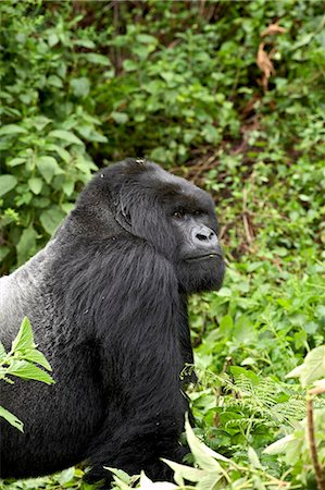 Silverback mountain gorilla (Gorilla gorilla beringei) of Shinda group, Volcanoes National Park, Rwanda, Africa Stock Photo - Premium Royalty-Free, Code: 6119-08741390