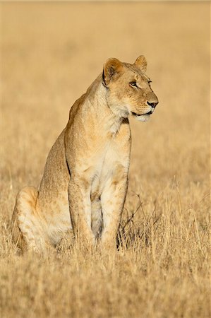 Young male lion (Panthera leo), Masai Mara National Reserve, Kenya, East Africa, Africa Stock Photo - Premium Royalty-Free, Code: 6119-08741457