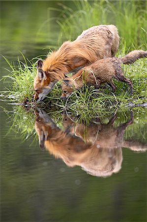 Red fox (Vulpes fulva) adult and kit reflection, in captivity, Sandstone, Minnesota, United States of America, North America Stock Photo - Premium Royalty-Free, Code: 6119-08741426