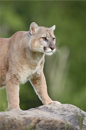 puma animal - Mountain lion or cougar (Felis concolor), in captivity, Sandstone, Minnesota, United States of America, North America Stock Photo - Premium Royalty-Free, Code: 6119-08741430