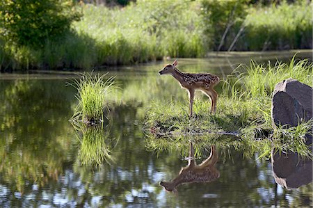 stones lake - Whitetail deer (Odocoileus virginianus) fawn with reflection, in captivity, Sandstone, Minnesota, United States of America, North America Stock Photo - Premium Royalty-Free, Code: 6119-08741432