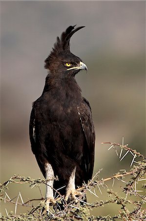 simsearch:841-03506025,k - Long-crested eagle (Lophaetus occipitalis), Samburu National Reserve, Kenya, East Africa, Africa Stock Photo - Premium Royalty-Free, Code: 6119-08741517