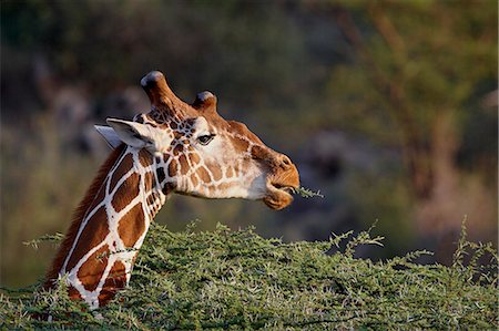 simsearch:841-03506025,k - Reticulated giraffe (Giraffa camelopardalis reticulata), Samburu National Reserve, Kenya, East Africa, Africa Stock Photo - Premium Royalty-Free, Code: 6119-08741518