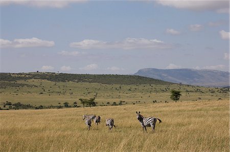 Burchell's zebras (Equus burchelli), Masai Mara National Reserve, Kenya, East Africa, Africa Stock Photo - Premium Royalty-Free, Code: 6119-08741600