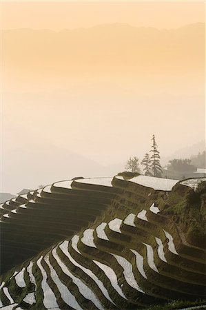 Longsheng terraced ricefields, Guangxi Province, China, Asia Stock Photo - Premium Royalty-Free, Code: 6119-08741612