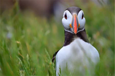 Atlantic puffin, The Farne Islands, Northumberland, England, United Kingdom, Europe Photographie de stock - Premium Libres de Droits, Code: 6119-08703686