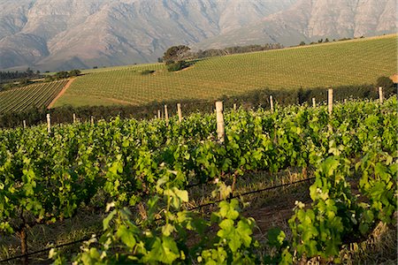 south african culture - Vineyards near Stellenbosch in the Western Cape, South Africa, Africa Stock Photo - Premium Royalty-Free, Code: 6119-08703692