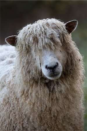 Cotswold Lion breed of sheep, Cotswolds, Gloucestershire, England, United Kingdom, Europe Foto de stock - Sin royalties Premium, Código: 6119-08703793