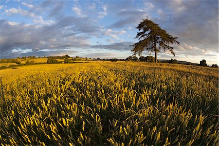 pinus - Wheat field and pine tree at sunset, near Chipping Campden, Cotswolds, Gloucestershire, England, United Kingdom, Europe Stock Photo - Premium Royalty-Free, Code: 6119-08703796