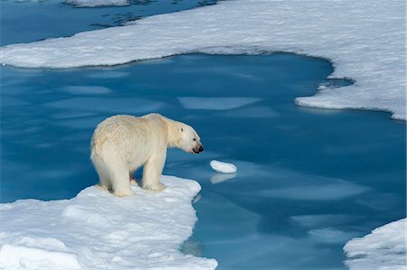 Male polar bear (Ursus maritimus) with blood on his nose on ice floes and blue water, Spitsbergen Island, Svalbard Archipelago, Arcitc, Norway, Scandinavia, Europe Stock Photo - Premium Royalty-Free, Code: 6119-08724904