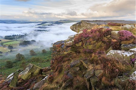 Early morning fog, partial temperature inversion, Curbar Edge, Peak District National Park, summer heather, Derbyshire, England, United Kingdom, Europe Stock Photo - Premium Royalty-Free, Code: 6119-08724928