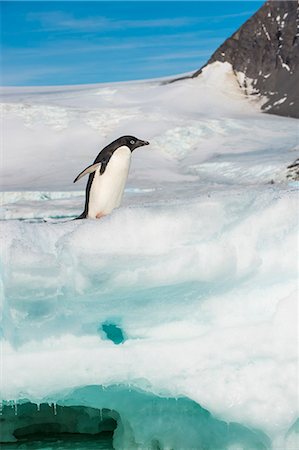 simsearch:693-03301867,k - Adelie penguin (Pygoscelis adeliae) colony in Hope Bay, Antarctica, Polar Regions Stock Photo - Premium Royalty-Free, Code: 6119-08841109