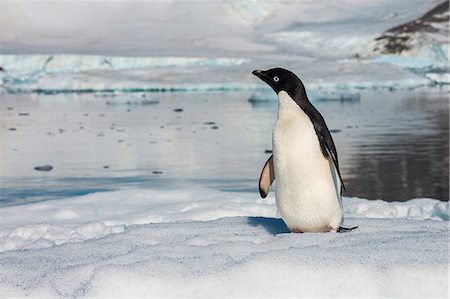 simsearch:693-03301867,k - Adelie penguin (Pygoscelis adeliae) colony in Hope Bay, Antarctica, Polar Regions Stock Photo - Premium Royalty-Free, Code: 6119-08841110