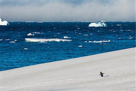 simsearch:693-03301867,k - Little gentoo penguin walking on a glacier, Brown Bluff, Antarctica, Polar Regions Stock Photo - Premium Royalty-Free, Code: 6119-08841119