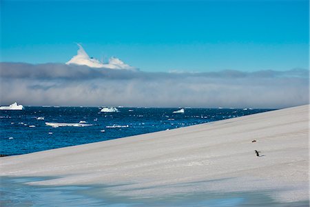 simsearch:693-03301867,k - Little gentoo penguin walking on a glacier, Brown Bluff, Antarctica, Polar Regions Stock Photo - Premium Royalty-Free, Code: 6119-08841121