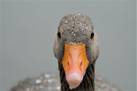 Greylag goose (Anser anser), United Kingdom, Europe Stock Photo - Premium Royalty-Free, Code: 6119-08841129