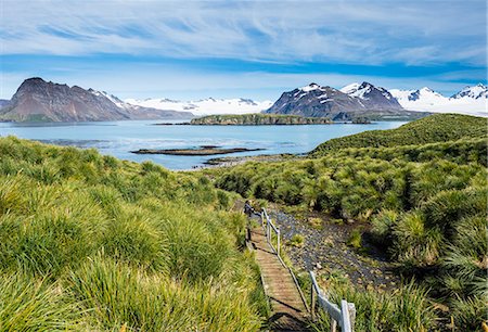 Walkway on Prion Island, South Georgia, Antarctica, Polar Regions Photographie de stock - Premium Libres de Droits, Code: 6119-08907782