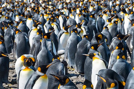 polar region - Giant king penguins (Aptenodytes patagonicus) colony, Salisbury Plain, South Georgia, Antarctica, Polar Regions Stock Photo - Premium Royalty-Free, Code: 6119-08907798