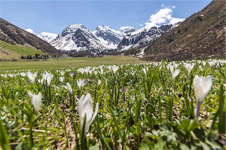 Close up of Crocus flowers during spring bloom, Davos, Sertig Valley, canton of Graubunden, Switzerland, Europe Stock Photo - Premium Royalty-Free, Code: 6119-09054064