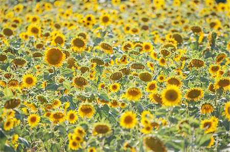 Field of sunflowers, Moustiers Sainte Marie, Alpes de Haute Provence, Provence, France, Europe Stock Photo - Premium Royalty-Free, Code: 6119-09054281