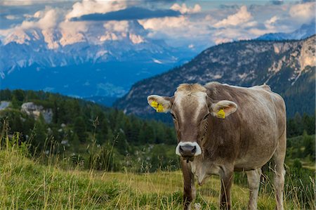 View of landscape and cattle from Marmolada Pass at sunset, South Tyrol, Italian Dolomites, Italy, Europe Foto de stock - Sin royalties Premium, Código: 6119-09054399