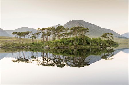 Pine Island on Derryclare Lake, Connemara, County Galway, Connacht province, Republic of Ireland, Europe Stock Photo - Premium Royalty-Free, Code: 6119-09062055