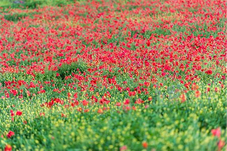 Poppies blooming in the fields, Umbertide, Umbria, Italy, Europe Stock Photo - Premium Royalty-Free, Code: 6119-09062088