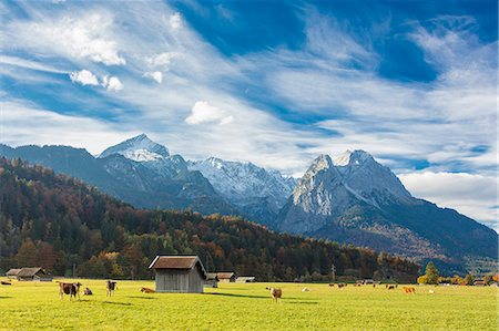 simsearch:6119-07451735,k - Cows in the green pastures framed by the high peaks of the Alps, Garmisch Partenkirchen, Upper Bavaria, Germany, Europe Foto de stock - Sin royalties Premium, Código: 6119-09073943