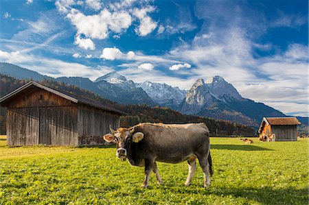simsearch:6119-07451735,k - Cow in the green pastures framed by the high peaks of the Alps, Garmisch Partenkirchen, Upper Bavaria, Germany, Europe Stock Photo - Premium Royalty-Free, Code: 6119-09073942