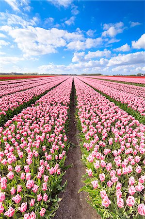 simsearch:841-08860890,k - Blue sky on rows of pink tulips in bloom in the fields of Oude-Tonge, Goeree-Overflakkee, South Holland, The Netherlands, Europe Stock Photo - Premium Royalty-Free, Code: 6119-09074183