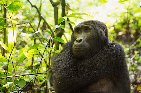 Mountain Gorilla (Beringei beringei), Bwindi Impenetrable Forest, UNESCO World Heritage Site, Uganda, Africa Stock Photo - Premium Royalty-Free, Code: 6119-09074363