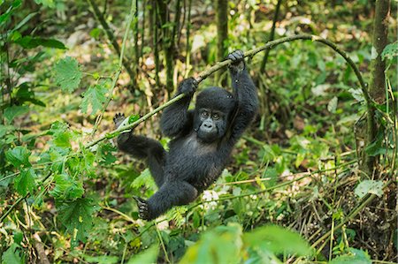 Mountain Gorilla (Beringei beringei), Bwindi Impenetrable Forest, UNESCO World Heritage Site, Uganda, Africa Photographie de stock - Premium Libres de Droits, Code: 6119-09074360