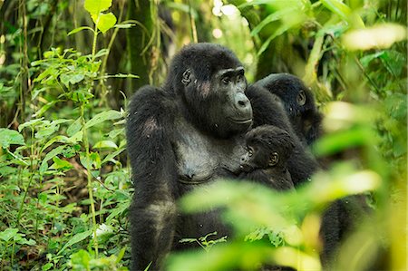Mountain Gorilla (Beringei beringei), Bwindi Impenetrable Forest, UNESCO World Heritage Site, Uganda, Africa Stock Photo - Premium Royalty-Free, Code: 6119-09074361