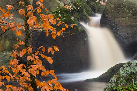 Common beech (Fagus sylvatica) tree and waterfall, Padley Gorge, Peak District, Derbyshire, England, United Kingdom, Europe Stock Photo - Premium Royalty-Free, Code: 6119-09074393