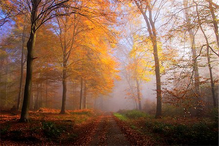 forested - Autumnal forest near Kastel-Staadt, Rhineland-Palatinate, Germany, Europe Stock Photo - Premium Royalty-Free, Code: 6119-09074693