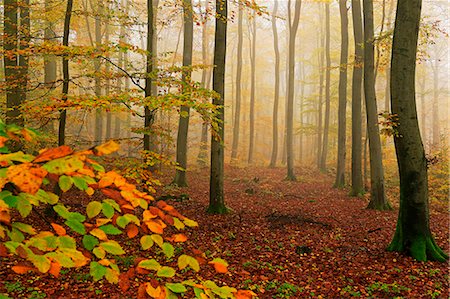 dreamy - Autumnal forest, Kastel-Staadt, Rhineland-Palatinate (Rheinland-Pfalz), Germany, Europe Stock Photo - Premium Royalty-Free, Code: 6119-09074736