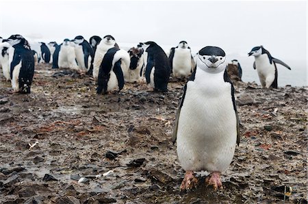 polar region - Portrait of a chinstrap penguin (Pygoscelis antarcticus), Half Moon Island, Antarctica, Polar Regions Stock Photo - Premium Royalty-Free, Code: 6119-09074815