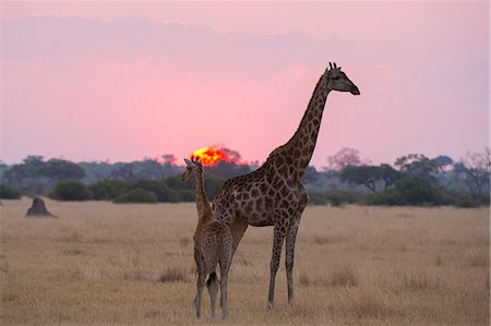 A giraffe with its baby (Giraffa camelopardalis) at sunset, Botswana, Africa Stock Photo - Premium Royalty-Free, Code: 6119-09074833