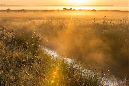 View of coastal grazing marsh habitat at sunrise, Elmley Marshes National Nature Reserve, Isle of Sheppey, Kent, England, United Kingdom, Europe Stock Photo - Premium Royalty-Free, Code: 6119-09147200