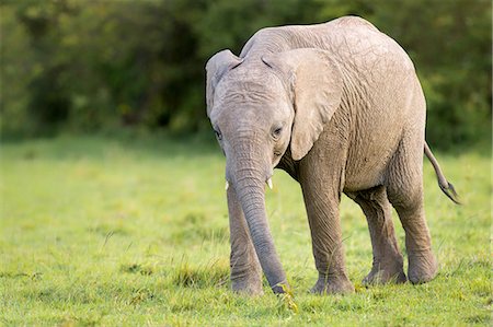 Elephant calf (Loxodonta africana), Masai Mara, Kenya, East Africa, Africa Stock Photo - Premium Royalty-Free, Code: 6119-09147215