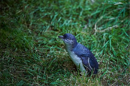 seabird - A Little Blue Penguin comes ashore to find its burrow for the night at Pilots Beach, Otago Peninsula, South Island, New Zealand, Pacific Stock Photo - Premium Royalty-Free, Code: 6119-09147326